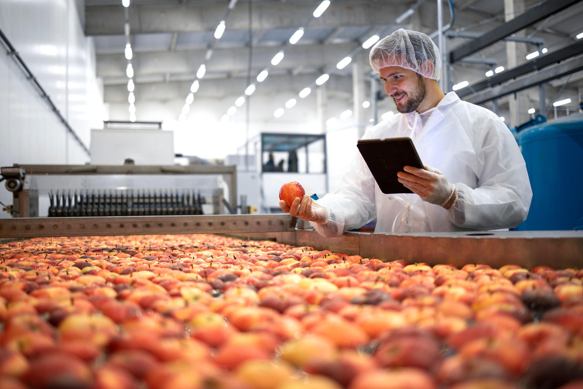 Technologist in food processing factory controlling process of apple fruit selection and production.