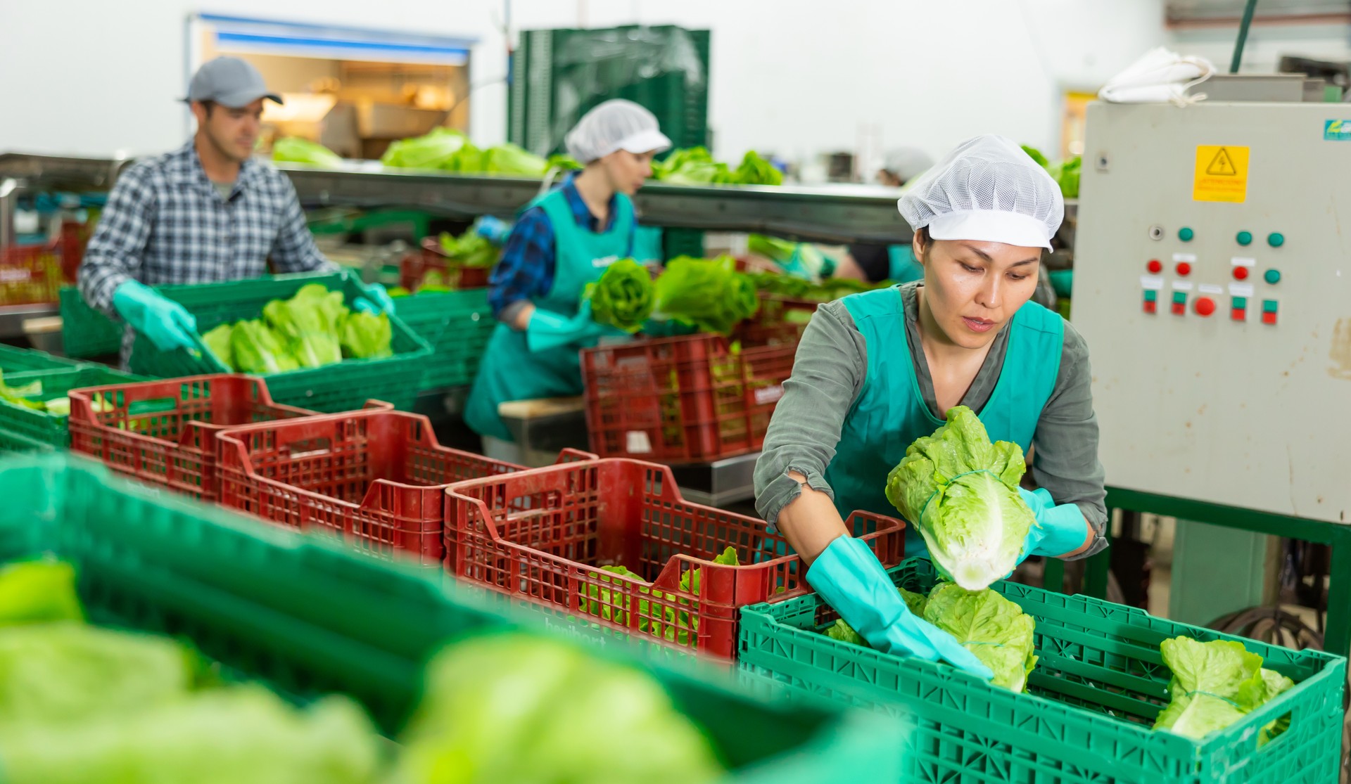 Woman in uniform during sorting lettuce  at warehouse at vegetable factory